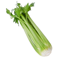 Bleekselderij